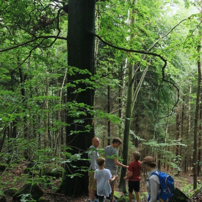 Beykitré eru mjög stórvaxin tegund. Þessi mynd er úr skógi í suðaustanverðu Þýskalandi, skammt frá landamærunum að Póllandi og Tékklandi. Ljósmynd: Pétur Halldórsson