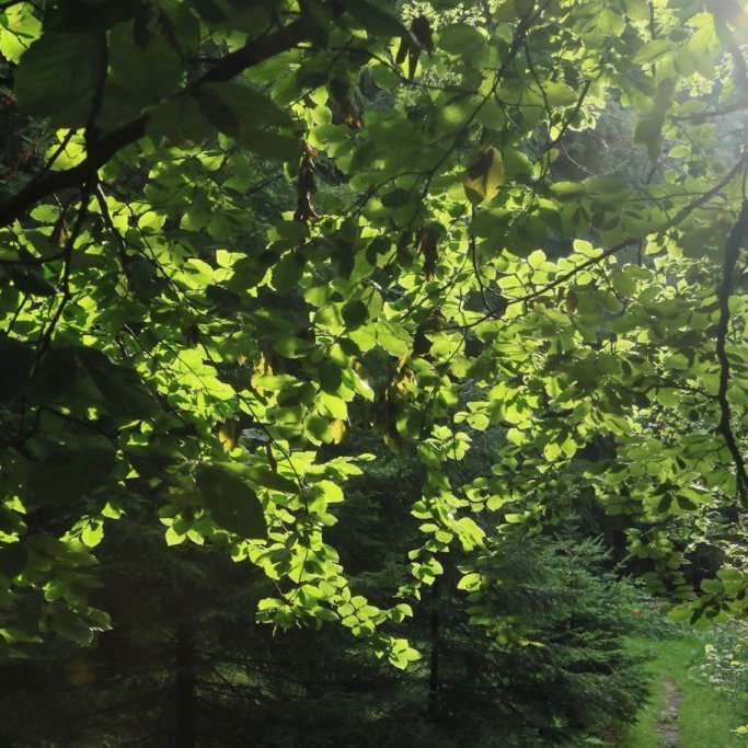 Beykilauf á móti skóg. Tekið í Þýskalandi. Ljósmynd: Pétur Halldórsson