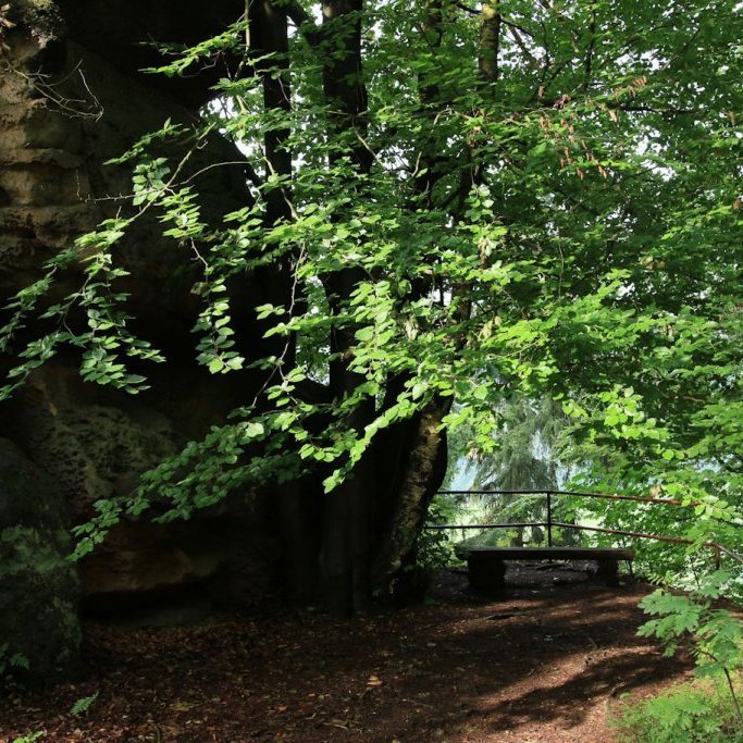 Sól á beykilaufi. Tekið í Þýskalandi. Ljósmynd: Pétur Halldórsson