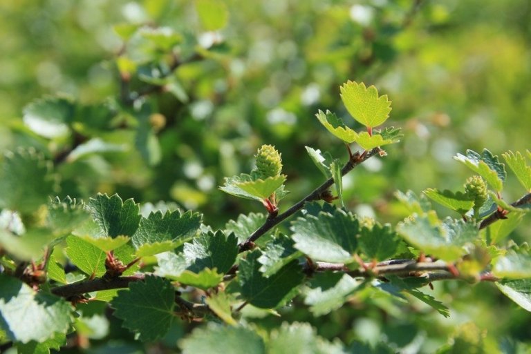Fræmyndun á jarðlægu birki á Látraströnd.