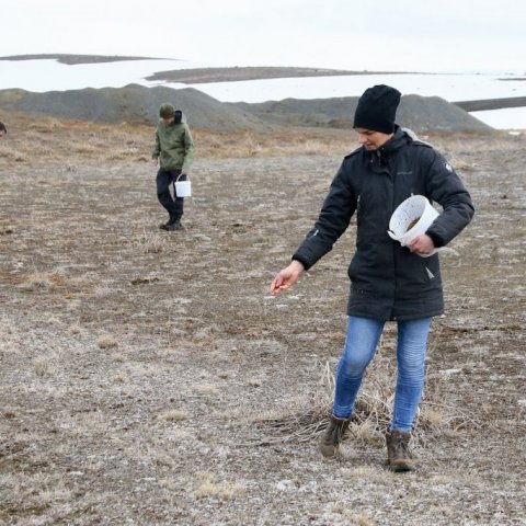 Á mörkum gorsvæðisins verður forvitnilegt að sjá muninn á árangrinum á frædreifingunni. Ljósmynd: Pétur Halldórsson
