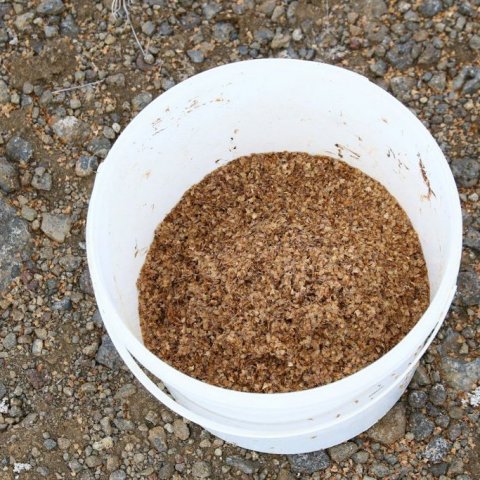 Birkifræ í fötu. Ljósmynd: Pétur Halldórsson