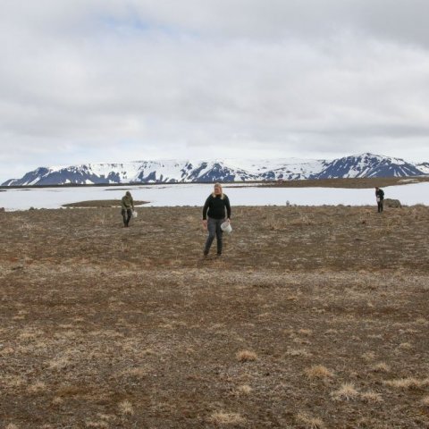 Frædreifingin hafin. Gæsafjöll í baksýn. Ljósmynd: Pétur Halldórsson