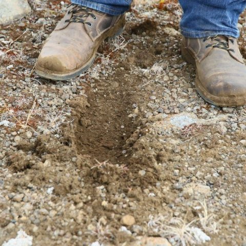 Gott er að gera svolítið fræset í sandinn með fætinum áður en fræinu er dreift svo það komist frekar í raka og hafi örlítið skjól. Ljósmynd: Pétur Halldórsson 