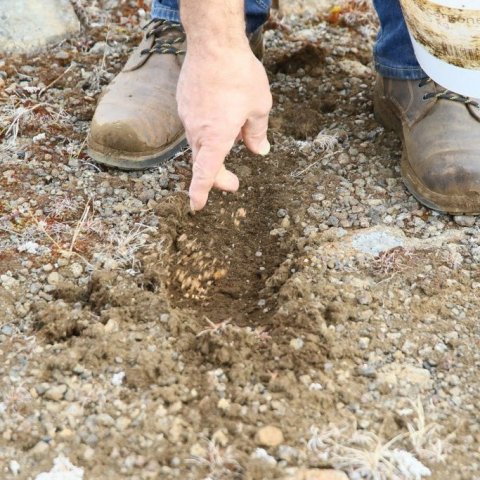 Fræið sett í holuna. Spírun birkifræs er það lítil að gott er að setja góðan slatta af fræi á hvern stað. Ljósmynd: Pétur Halldórsson