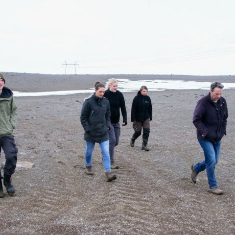 Gengið að moltu- og belgjurtatilraun á austanverðum Hólasandi. Ljósmynd: Pétur Halldórsson