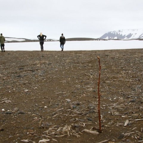 Birkiplöntur sem gróðursettar voru ásamt belgjurtum í tilraun síðasta sumar virðast hafa lifað vel af veturinn. Ljósmynd: Pétur Halldórsson