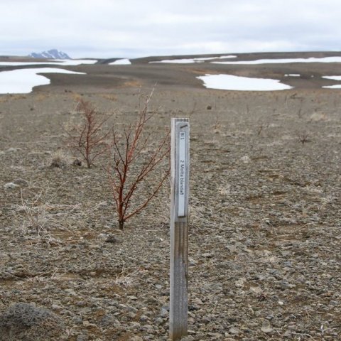 Í moltutilrauninni sem sett var út 2015 var áberandi góður árangur af moltu sem hrært var saman við sandinn. Ljósmynd: Pétur Halldórsson