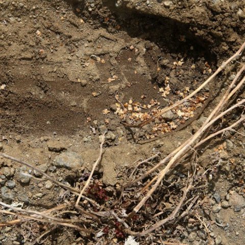 Gott er að þjappa svolítið yfir fræið með fætinum þegar því hefur verið dreift. Ljósmynd: Pétur Halldórsson