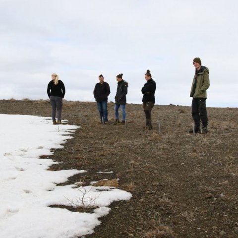 Tilraun með moltu og smárategundir frá 2017 var að mestu enn undir snjó. Ljósmynd: Pétur Halldórsson