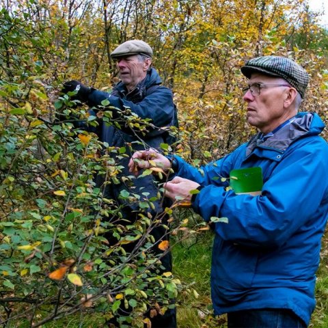 Reynslumiklir skógræktarmenn við frætínsluna. Ljósmynd: Pétur Halldórsson