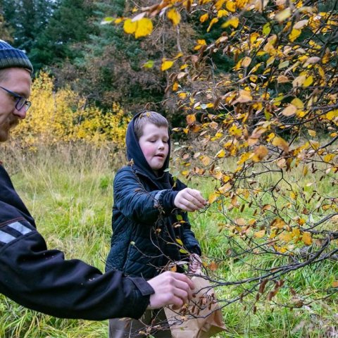 Nóg var af fræi í skóginum. Ljósmynd: Pétur Halldórsson