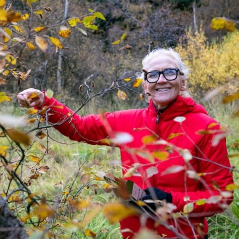 Gaman að tína. Ljósmynd: Pétur Halldórsson