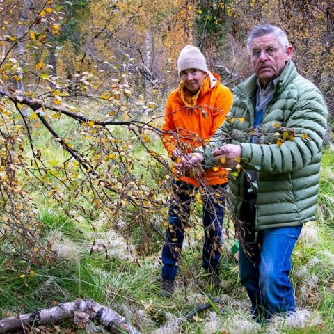 Samhent hjón í frætínslu. Ljósmynd: Pétur Halldórsson