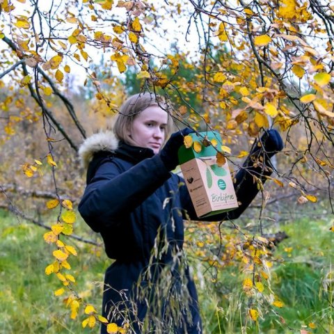 Tínt í öskju birkifræverkefnisins. Ljósmynd: Pétur Halldórsson