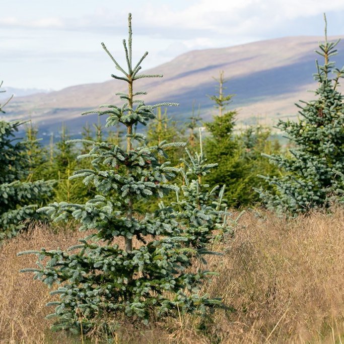 Blágreni í eyfirskum skógi. Rauðgreni fjær. Ljósmynd: Pétur Halldórsson