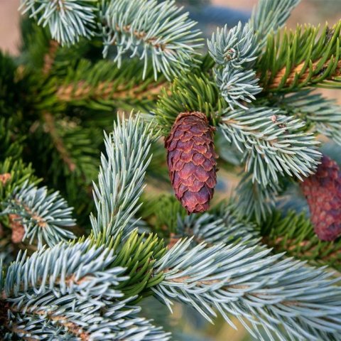 Hálfþroskaðir könglar á blágreni. Ljósmynd: Pétur Halldórsson
