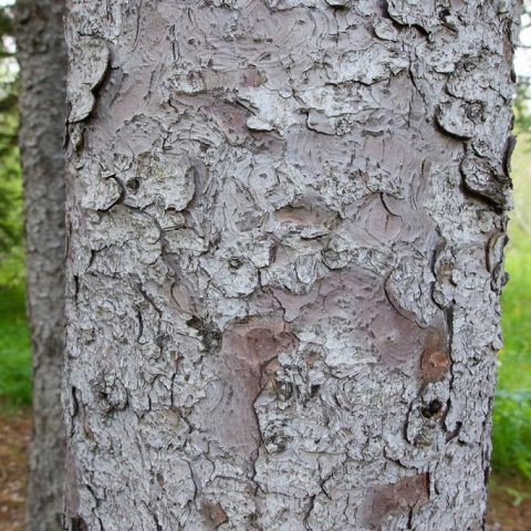 Börkurinn á blágreni verður flögóttur með aldrinum. Ljósmynd: Pétur Halldórsson