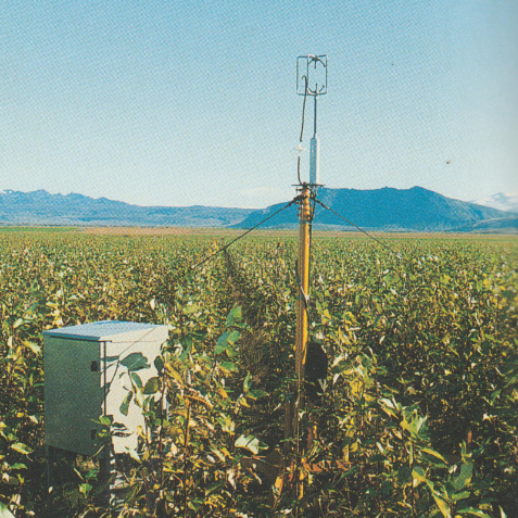 Asparskógurinn í Gunnarsholti á æskudögum sínum