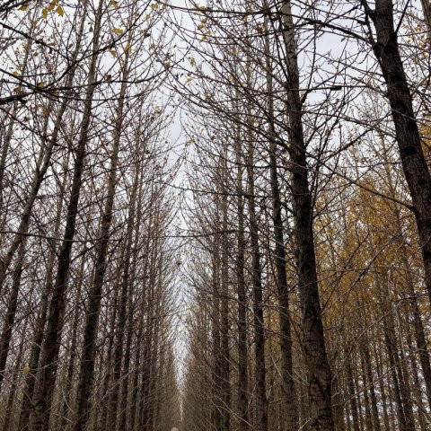 Asparskógurinn í Gunnarsholti nú