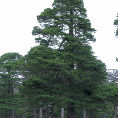 Skógarfura er eina upprunalega barrtré Norður-Evrópu og myndaði mikla skóga í álfunni á öldum áður. Tegundin er hins vegar útdauð mjög víða vegna skógeyðingar af manna völdum. Heimild og mynd: Wikipedia