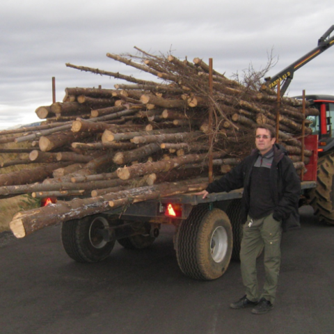 Timbur úr fyrstu grisjun í Ölversholti í Flóa. Það var selt til trjákurlsverksmiðju í Hraungerðishreppi