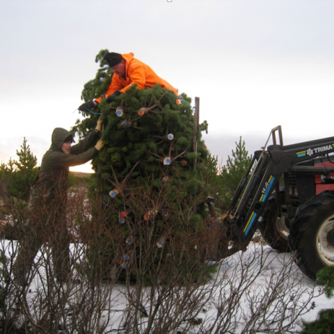 Unnið við jólatrjáahögg á Snæfoksstöðum 2011