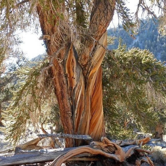 Gömul en hraustleg broddfura í Kaliforníu, myndin tekin af neðanverðum stofninum og í baksýn sjást skógi vaxnar hæðir.  Mynd: Þröstur Eysteinsson
