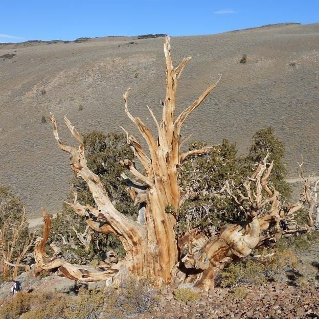 Broddfururnar á tindum Hvítufjalla í Kaliforníu eru í raun fleiri þúsund ára gamlar. Sú elsta sem mælst hefur er rúmra 5.000 ára, talið að fræið hafi spírað árið 3051 fyrir Krist. Það er um 150 árum eftir að fyrst var farið að krota í leir í Mesópótamíu o