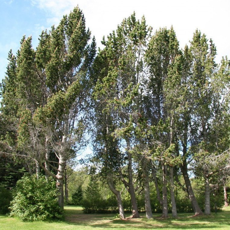 Broddfurur í Neðstareit, Mörkinni Hallormsstað. Mynd: Þröstur Eysteinsson