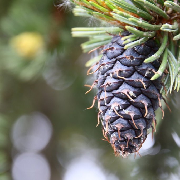 Nýr köngull broddfuru. Fræin ná fullum þroska á öðru ári. Ljósmynd: Pétur Halldórsson