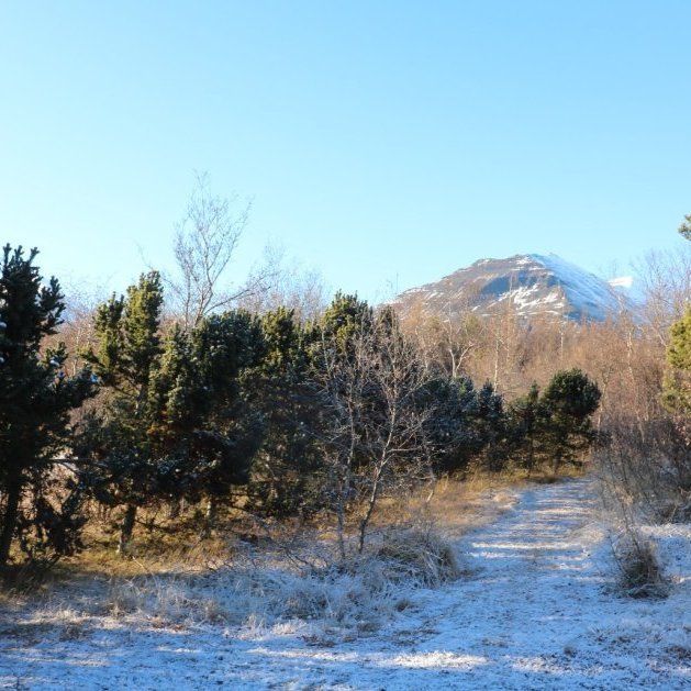 Broddfurur í þjóðskóginum Grundarreit Eyjafirði gróðursettar 1997. Ljósmynd 2023: Sigurður Arnarson