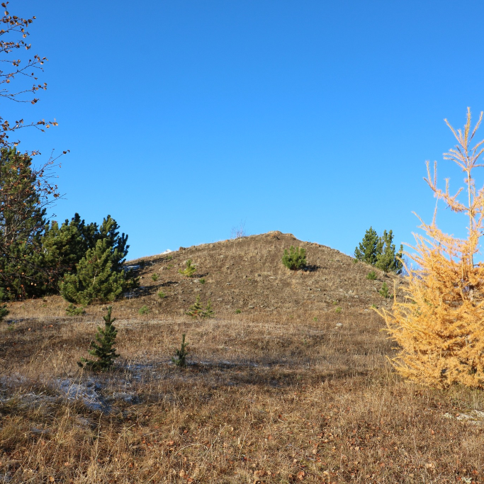 Sjálfsánar broddfurur á Helguhól í Grundarreit innan um fleiri tegundir, s.s. lerkiblendinginn Hrym t.h. Ljósmynd 2023: Sigurður Arnarson