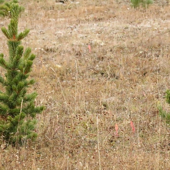 Sjálfsáin broddfura í Grundarreit af trjám gróðursettum 1987. Ljósmynd: Sigurður Arnarson