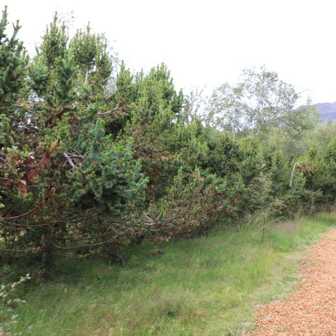 Broddfurur í þjóðskóginum Grundarreit Eyjafirði gróðursettar 1997. Ljósmynd 2023: Sigurður Arnarson