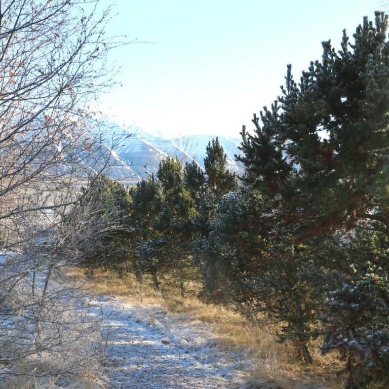 Broddfurur í þjóðskóginum Grundarreit Eyjafirði gróðursettar 1997. Ljósmynd 2023: Sigurður Arnarson