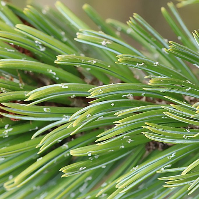 Broddfura er fimm nála fura. Ljósmynd: Sigurður Arnarson