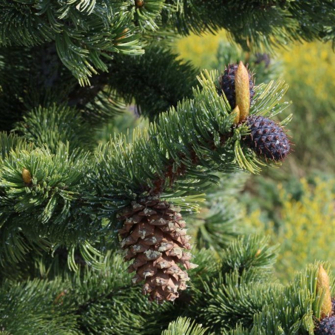 Köngull á síðara ári fræþroska að neðan til vinsti en ofar til hægri sést nýr köngull á fyrra ári fræþroska. Ljósmynd: Pétur Halldórsson