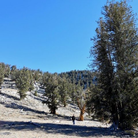 Broddfuru hefur nú verið skipt upp í tvær tegundir af flokkunarfræðingum, en þær eru nauðalíkar og heita enn báðar broddfura (e. bristlecone pine). Aðaltegundin (Pinus aristata) er útbreidd á tindum í sunnanverðum Klettafjöllum og er sú sem hefur verið ræ