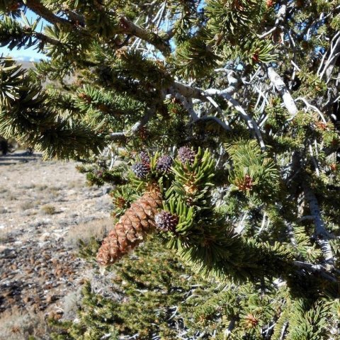Það er einstök upplifun að ganga um broddfurulundina á tindum Hvítufjalla. Hvert skúlptúr er stórkostlegra en það síðasta. Nýliðun er lítil en þó sést nokkuð af ungum trjám á svæðinu, e.t.v. aðeins fárra alda gömlum. Mynd: Þröstur Eysteinsson