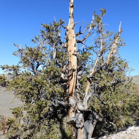 Eldingar eru algengasta skemmdar- og dánarorsök trjánna, en oftast drepa þær trén ekki alveg. Dauðir toppar sem einu sinni hafa orðið fyrir eldingu virka í kjölfarið sem eldingavarnir og leiða rafmagnið fram hjá lifandi vefjum trjánna. Mynd: Þröstur Eyste