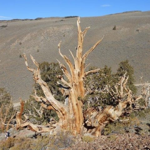 Broddfururnar á tindum Hvítufjalla í Kaliforníu eru í raun fleiri þúsund ára gamlar. Sú elsta sem mælst hefur er rúmra 5.000 ára, talið að fræið hafi spírað árið 3051 fyrir Krist. Það er um 150 árum eftir að fyrst var farið að krota í leir í Mesópótamíu o
