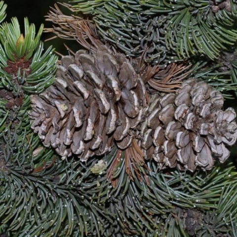 Eldri könglar broddfuru sem hafa opnað sig og losað sig við fræ. Ljósmynd: Pétur Halldórsson