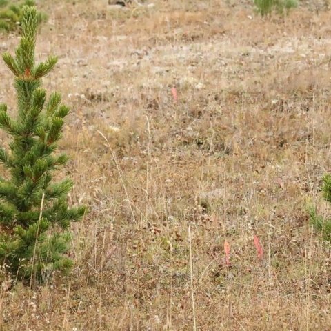 Sjálfsáin broddfura í Grundarreit af trjám gróðursettum 1987. Ljósmynd: Sigurður Arnarson