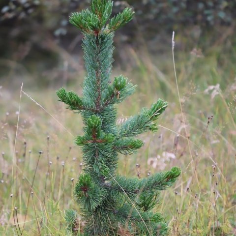 Sjálfsáin broddfura í Grundarreit af trjám gróðursettum 1987. Ljósmynd: Sigurður Arnarson