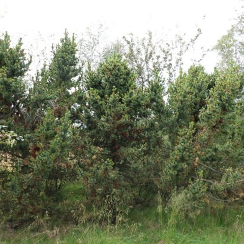 Broddfurur í þjóðskóginum Grundarreit Eyjafirði gróðursettar 1997. Ljósmynd 2023: Sigurður Arnarson