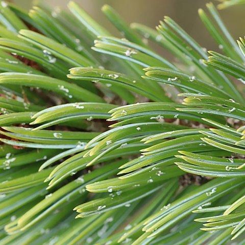 Broddfura er fimm nála fura. Ljósmynd: Sigurður Arnarson