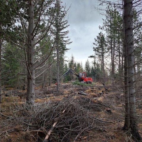 Höggvél Tandrabrettis að störfum í Haukadalsskógi. Ljósmynd: Trausti Jóhannsson