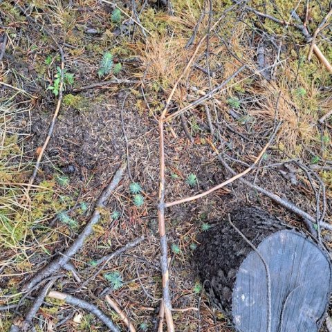Náttúrleg endurnýjun sitkagrenis í fellda reitnum. Ljósmynd: Trausti Jóhannsson