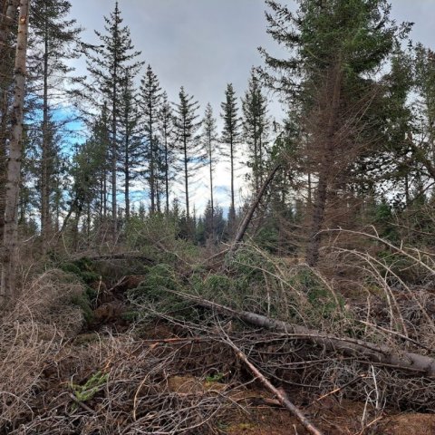 Tjón vegna stormfalls varð til þess að ákveðið var að fella reitinn.  Ljósmynd: Trausti Jóhannsson